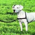Easy Walk Harness and Leash (Medium-Girth Adjusts 20-26", 6 Leash 3/ 4" Wide, Black/ Silver Color)