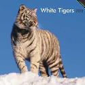 Calendar 2008: White Tigers
