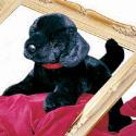 Plush Animal: Black Lab