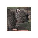 Stuffed Wombat
